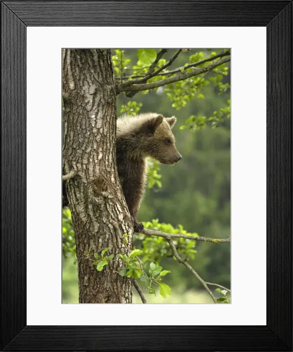 Framed Print : Braunbar Braunbr Framed Print : Braunbar Braunbr