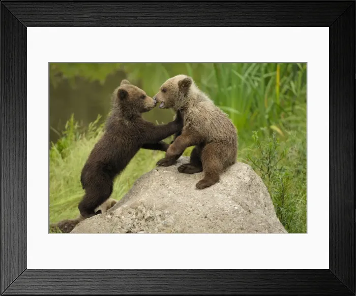 Framed Print : Braunbar Braunbr Framed Print : Braunbar Braunbr