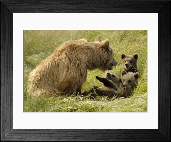Framed Print : Braunbar Braunbr Framed Print : Braunbar Braunbr