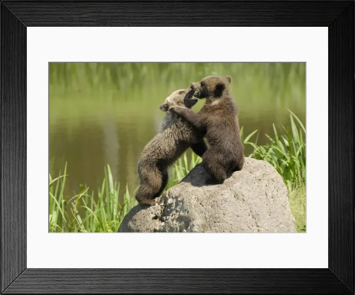 Framed Print : Braunbar Braunbr Framed Print : Braunbar Braunbr