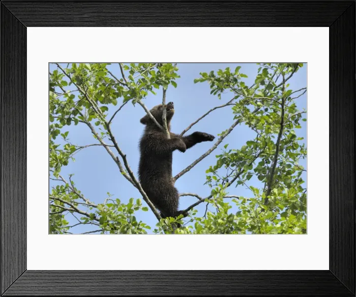 Framed Print : Braunbar Braunbr Framed Print : Braunbar Braunbr