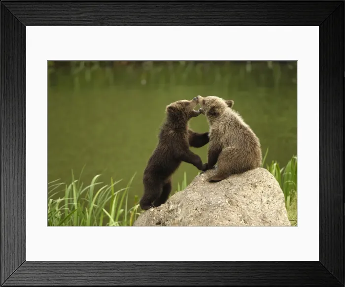 Framed Print : Braunbar Braunbr