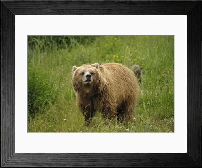 Framed Print : Braunbar Braunbr Framed Print : Braunbar Braunbr