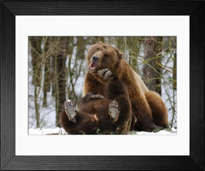 Framed Print : Braunbar Braunbr Framed Print : Braunbar Braunbr