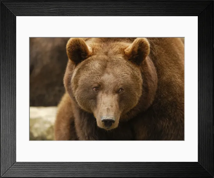 Framed Print : Braunbar Braunbr Framed Print : Braunbar Braunbr