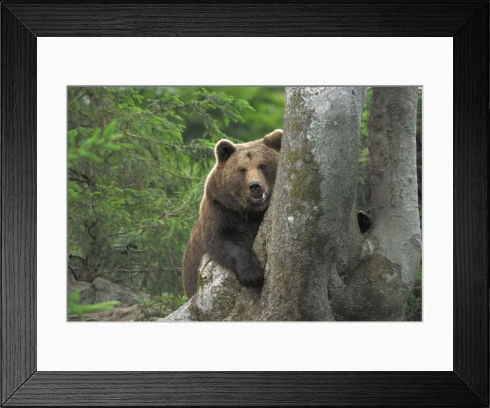 Framed Print : Braunbar Braunbr Framed Print : Braunbar Braunbr