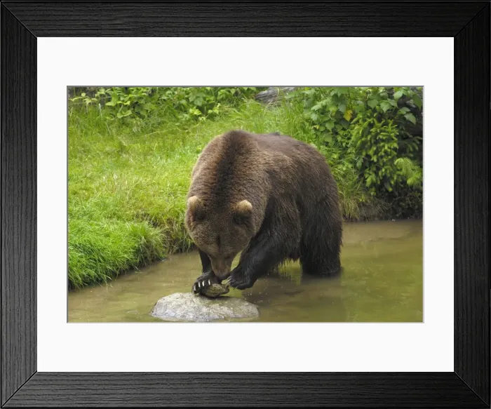 Framed Print : Braunbar Braunbr Framed Print : Braunbar Braunbr