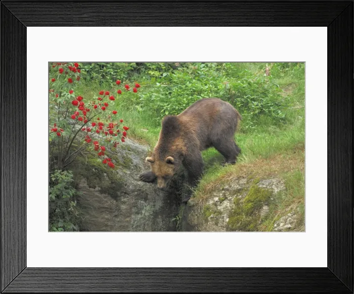 Framed Print : Braunbar Braunbr Framed Print : Braunbar Braunbr