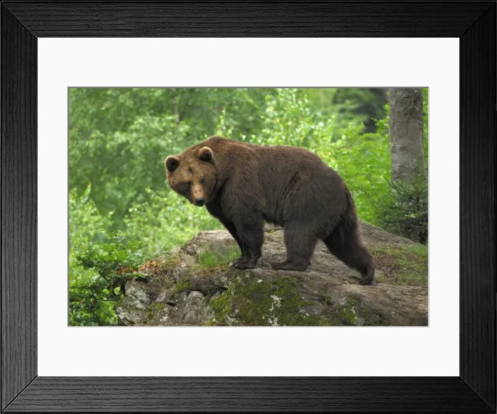 Framed Print : Braunbar Braunbr Framed Print : Braunbar Braunbr