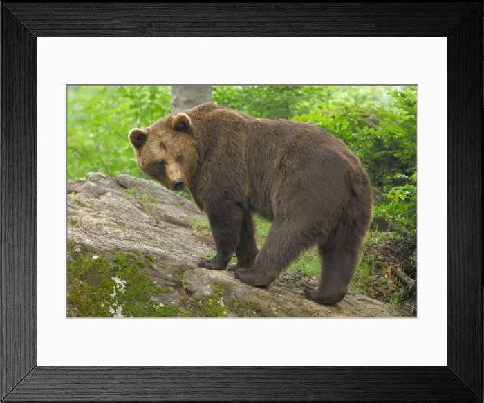 Framed Print : Braunbar Braunbr Framed Print : Braunbar Braunbr