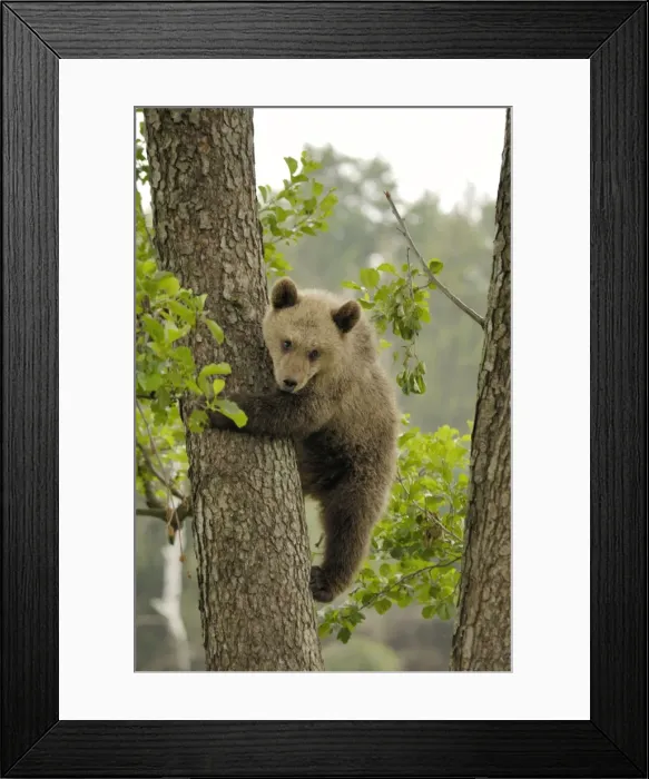 Framed Print : Braunbar Braunbr Framed Print : Braunbar Braunbr
