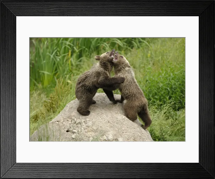 Framed Print : Braunbar Braunbr Framed Print : Braunbar Braunbr