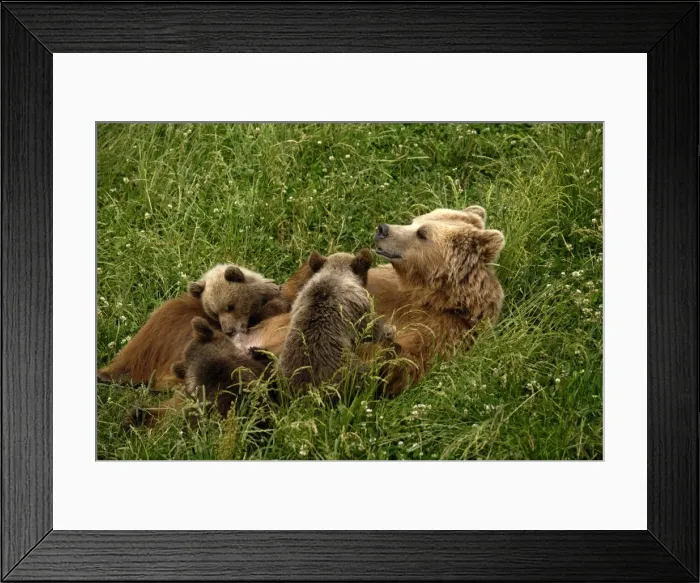 Framed Print : Braunbar Braunbr Framed Print : Braunbar Braunbr