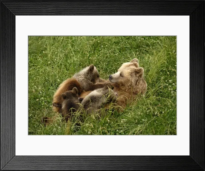 Framed Print : Braunbar Braunbr Framed Print : Braunbar Braunbr