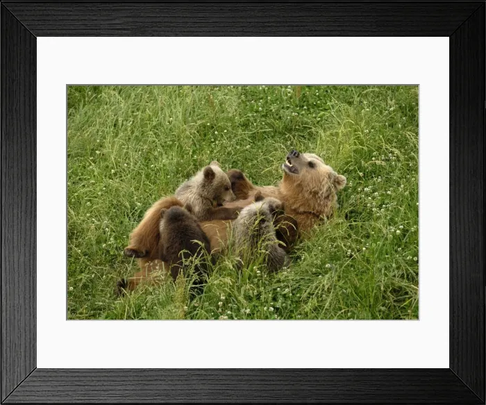 Framed Print : Braunbar Braunbr Framed Print : Braunbar Braunbr