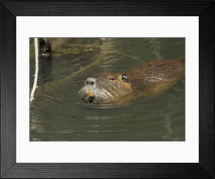 Framed Print : Sumpfbieber Framed Print : Sumpfbieber