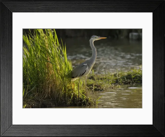 Framed Print : Grey Heron - Camargue - France Framed Print : Grey Heron - Camargue - France