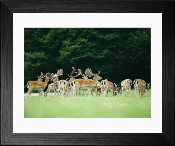 Framed Print : Fallow Deer Framed Print : Fallow Deer