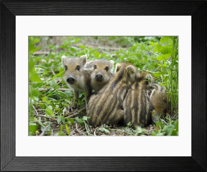 Framed Print : Wildschwein Framed Print : Wildschwein
