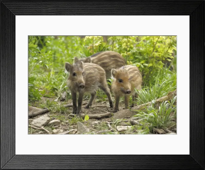 Framed Print : Wildschwein Framed Print : Wildschwein