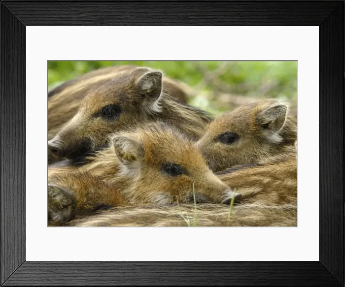 Framed Print : Wildschwein Framed Print : Wildschwein