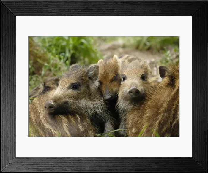 Framed Print : Wildschwein Framed Print : Wildschwein