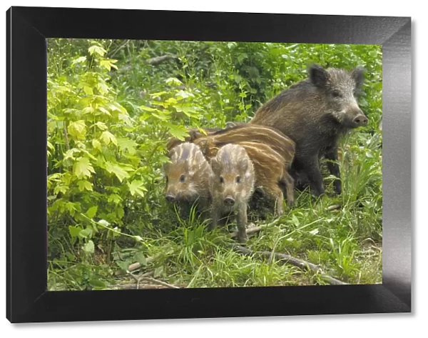 Wild Boar - wild sow with young ones - Germany