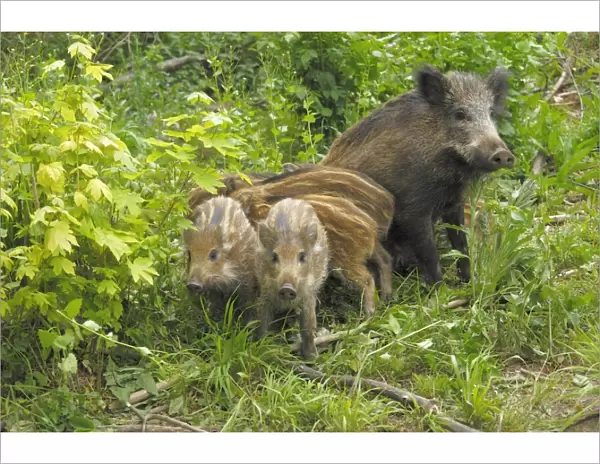 Wild Boar - wild sow with young ones - Germany