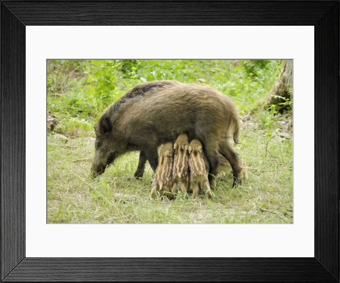 Framed Print : Wildschwein Framed Print : Wildschwein