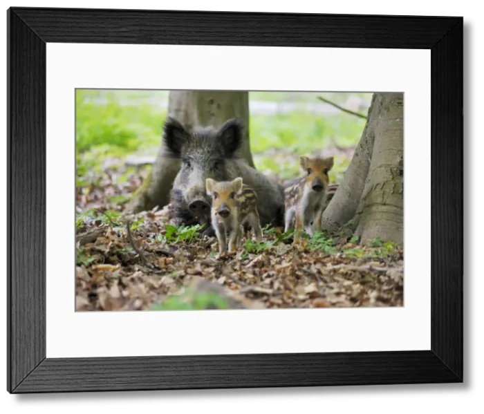 Framed Print : Wildschwein Framed Print : Wildschwein
