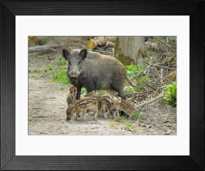 Framed Print : Wildschwein Framed Print : Wildschwein