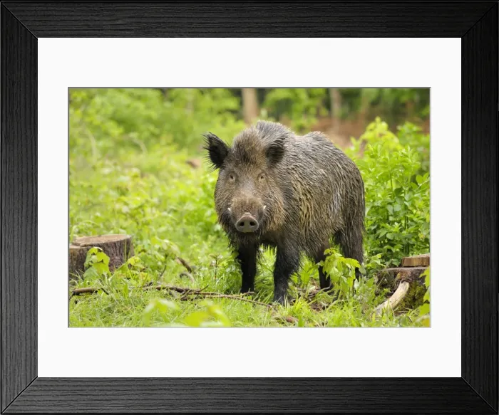 Framed Print : Wildschwein