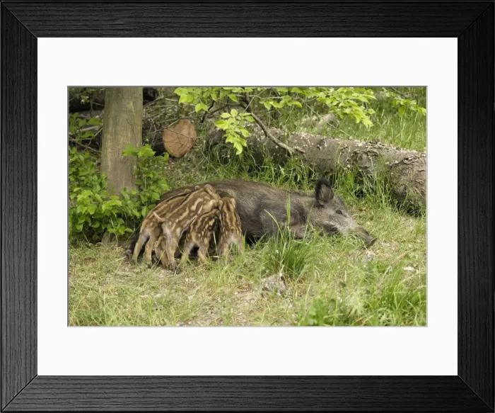 Framed Print : Wildschwein
