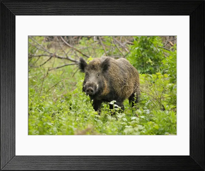 Framed Print : Wildschwein Framed Print : Wildschwein
