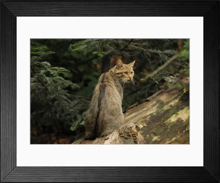 Framed Print : Wildkatze. SM-2005. Wild Cat. Germany. Felix sylvestris Framed Print : Wildkatze. SM-2005. Wild Cat. Germany. Felix sylvestris