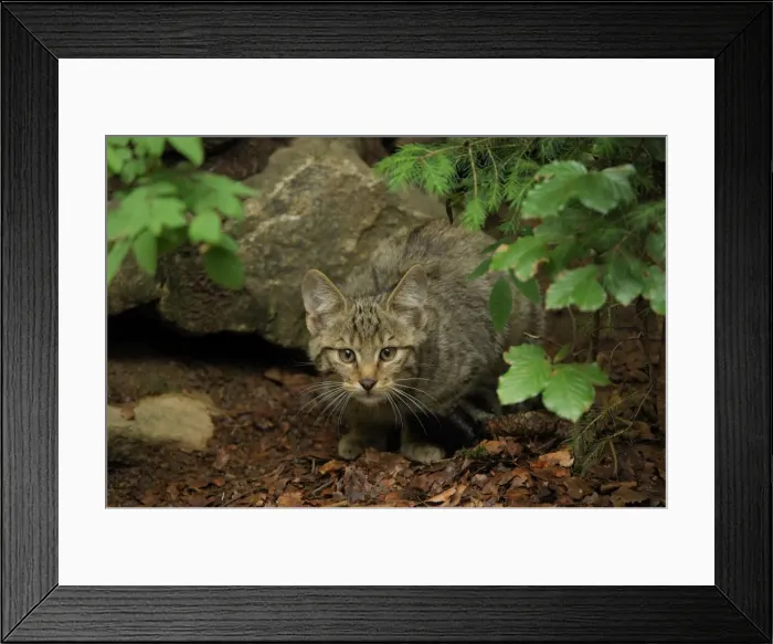 Framed Print : Wildkatze. SM-2007. Wild Cat - young one Framed Print : Wildkatze. SM-2007. Wild Cat - young one
