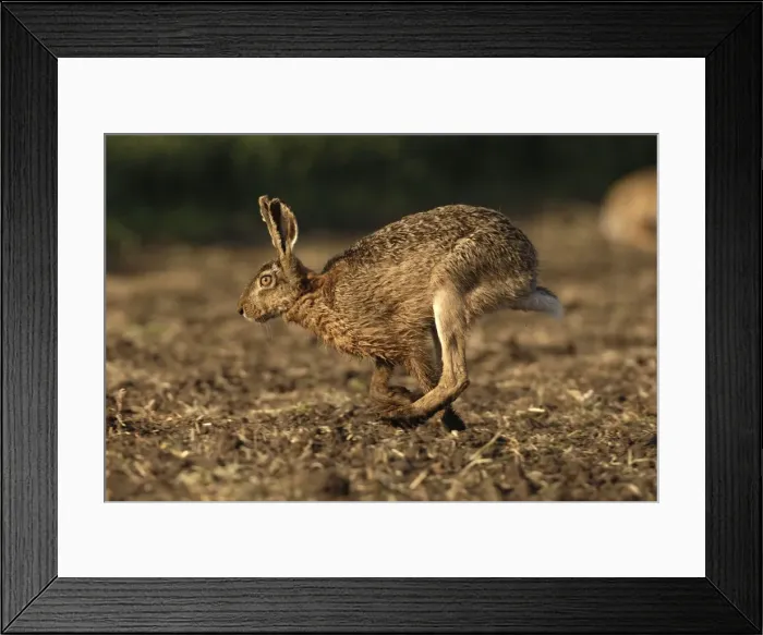 Framed Print : Feldhase. SM-2026. European Hare - running Framed Print : Feldhase. SM-2026. European Hare - running
