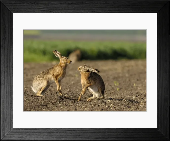 Framed Print : Feldhase. SM-2027. European Hare - mating season - buck and female fighting Framed Print : Feldhase. SM-2027. European Hare - mating season - buck and female fighting