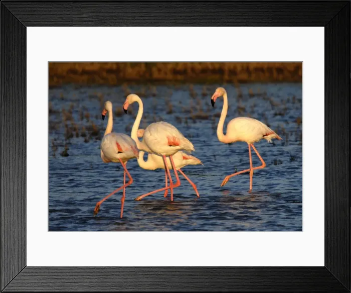 Framed Print : Flamingo. SM-2030. Greater Flamingos. Camargue - France Framed Print : Flamingo. SM-2030. Greater Flamingos. Camargue - France