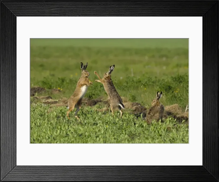 Framed Print : Feldhase. SM-2031. European Hare - mating season - males fighting Framed Print : Feldhase. SM-2031. European Hare - mating season - males fighting