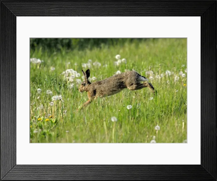Framed Print : Feldhase. SM-2034. European Hare - running