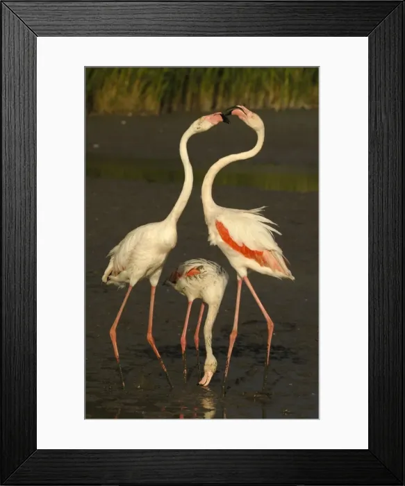 Framed Print : Flamingo. SM-2053. Greater Flamingo - feeding and fighting Framed Print : Flamingo. SM-2053. Greater Flamingo - feeding and fighting