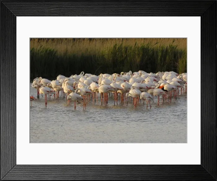 Framed Print : Flamingo. SM-2059. Greater Flamingo - feeding and resting Framed Print : Flamingo. SM-2059. Greater Flamingo - feeding and resting