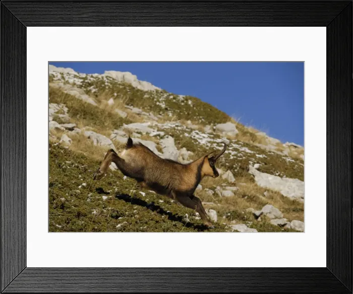 Framed Print : Abruzzengamse Abruzzengmse Framed Print : Abruzzengamse Abruzzengmse