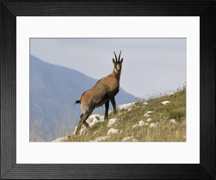 Framed Print : Abruzzeng‰mse Abruzzengmse Framed Print : Abruzzeng‰mse Abruzzengmse