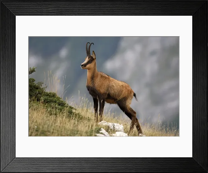 Framed Print : Abruzzeng‰mse Abruzzengmse Framed Print : Abruzzeng‰mse Abruzzengmse