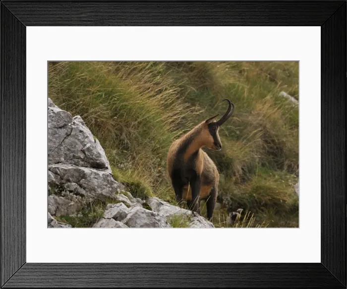 Framed Print : Abruzzeng‰mse Abruzzengmse Framed Print : Abruzzeng‰mse Abruzzengmse