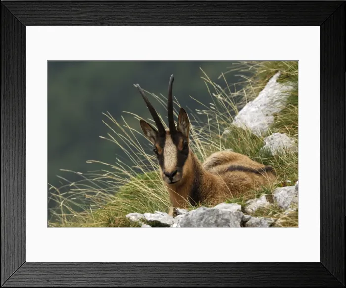 Framed Print : Abruzzeng‰mse Abruzzengmse Framed Print : Abruzzeng‰mse Abruzzengmse