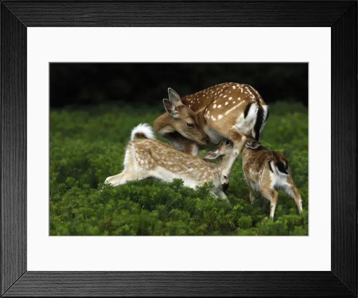 Framed Print : Damhirsch. SM-2076. Fallow Deer - hind nursing fawns Framed Print : Damhirsch. SM-2076. Fallow Deer - hind nursing fawns