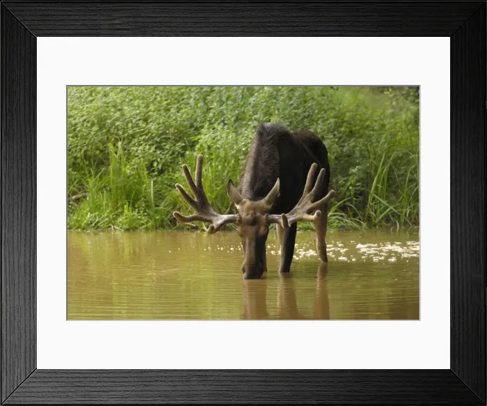 Framed Print : Elch. SM-2080. European Moose - bull drinking water Framed Print : Elch. SM-2080. European Moose - bull drinking water